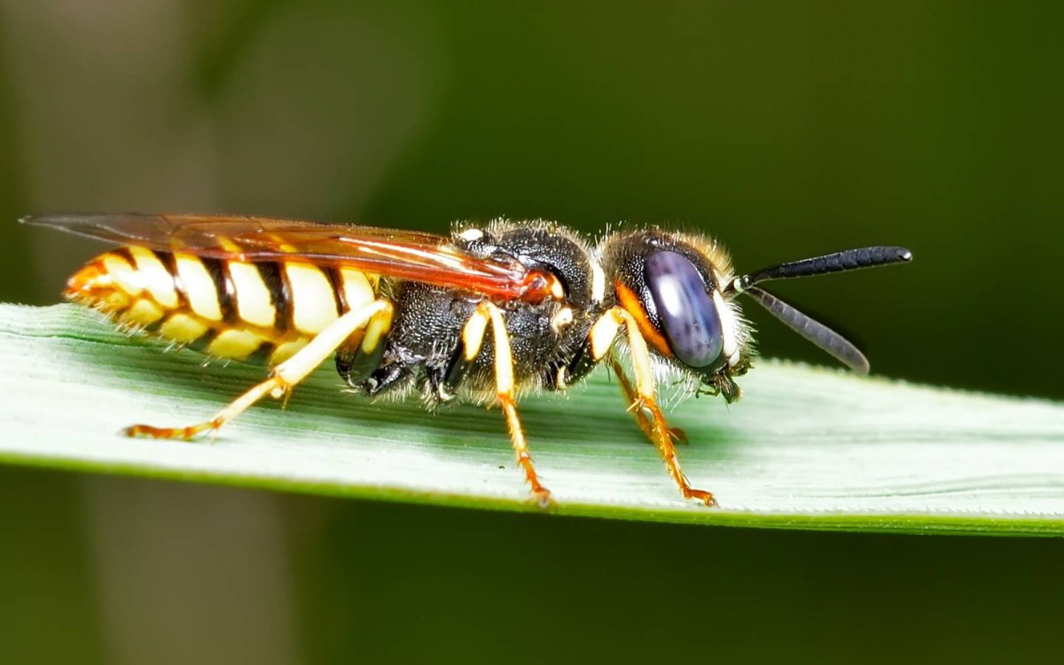 Пчелиный волк и Шершень