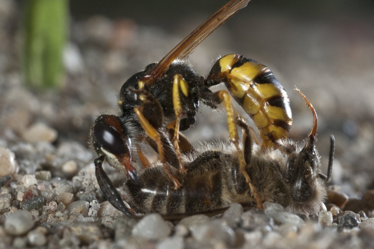 Фабр о пчелином волке