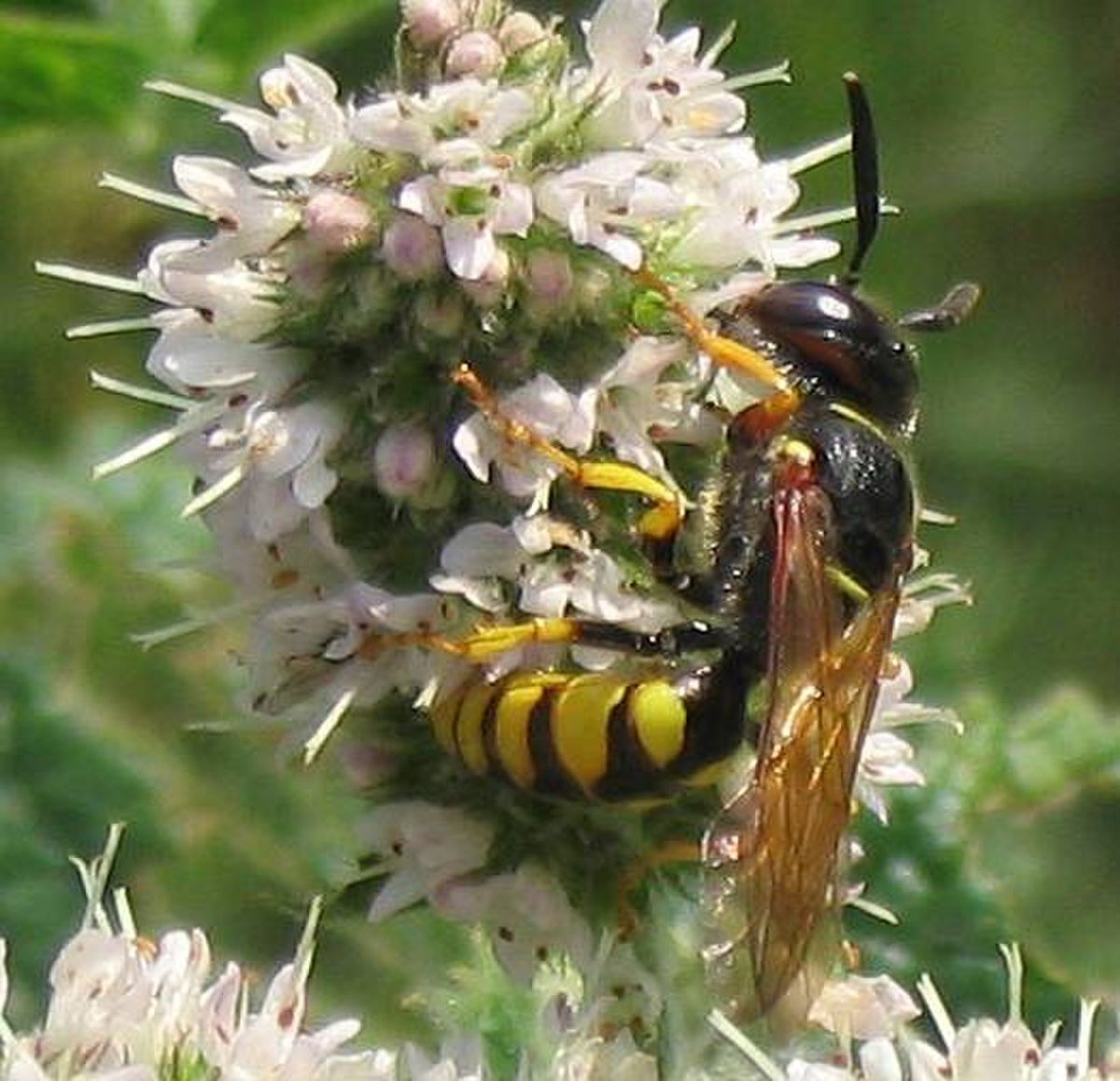 Филант пчелиный волк