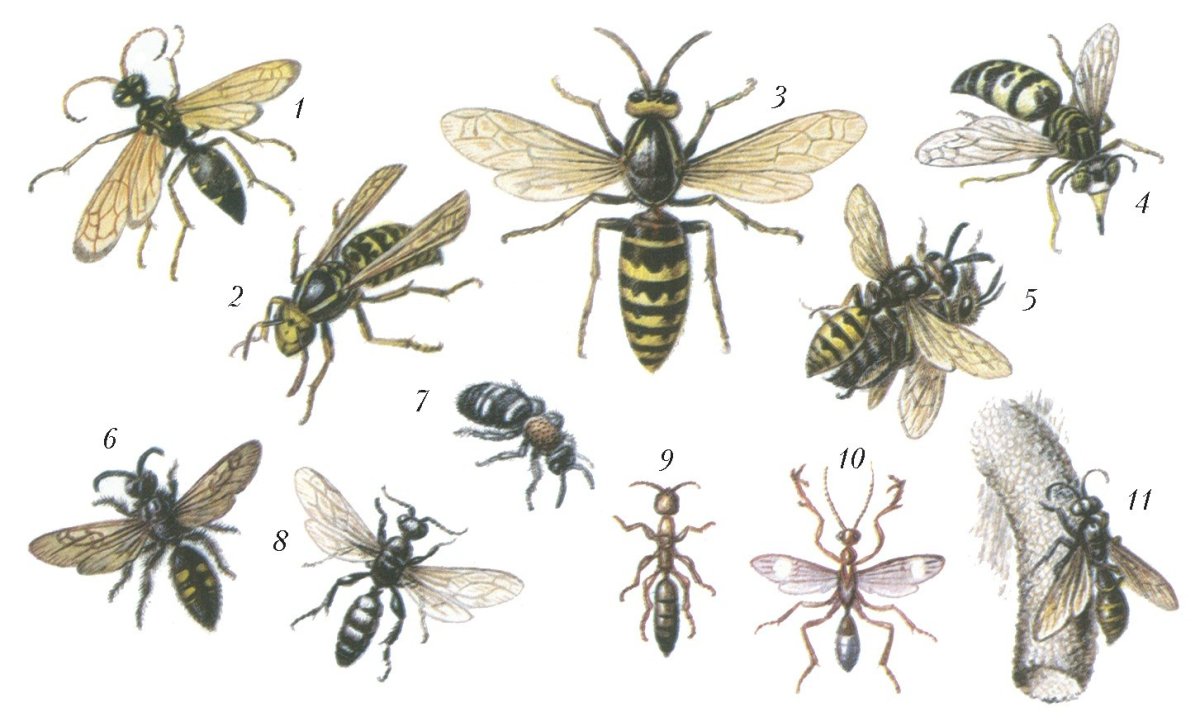 Песочная Оса