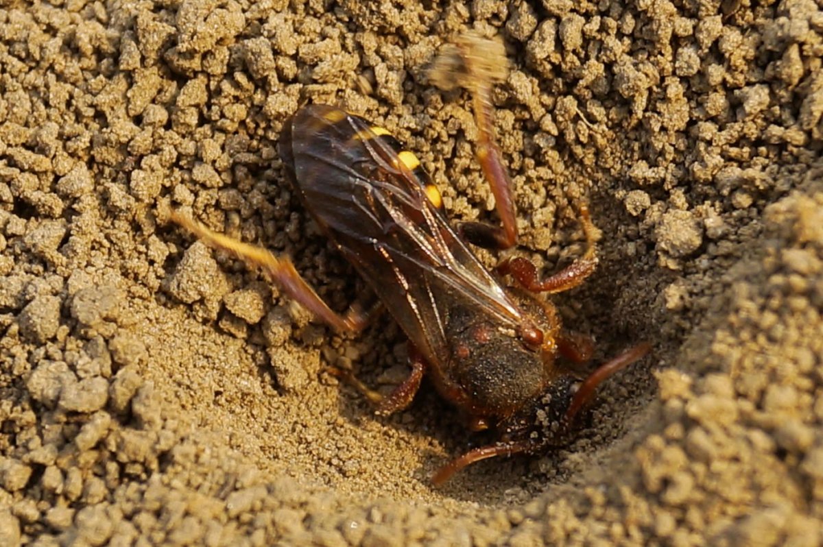 Продажа огорода Шершни