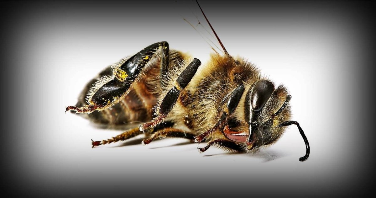 Шершень Филант