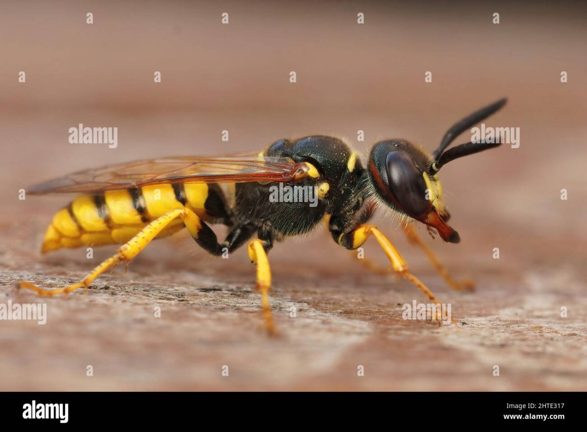 Оса церцерис