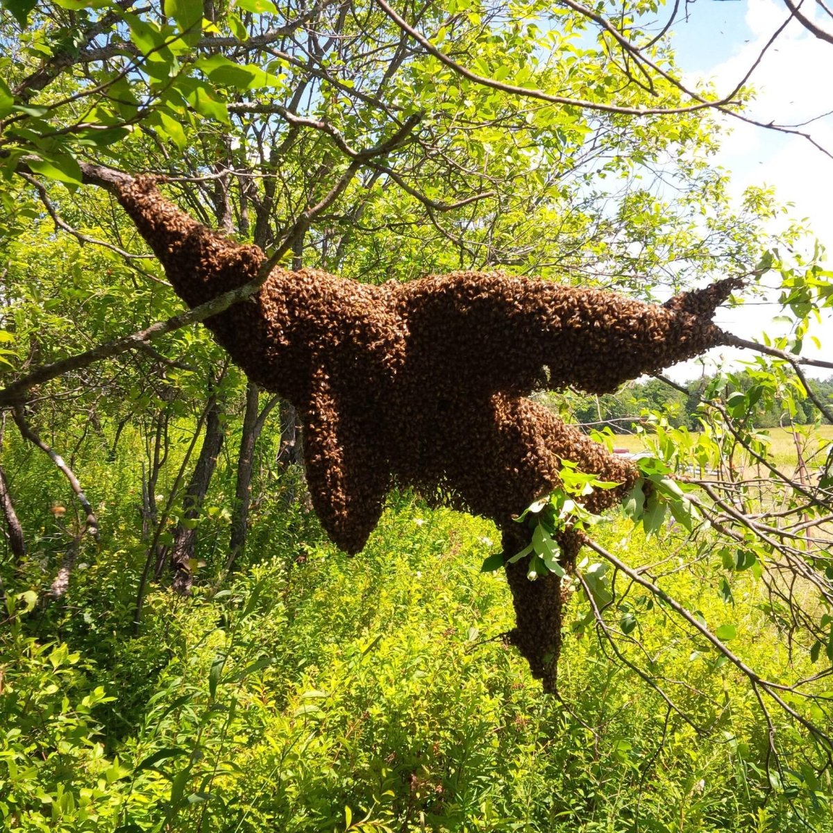 Philanthus Triangulum