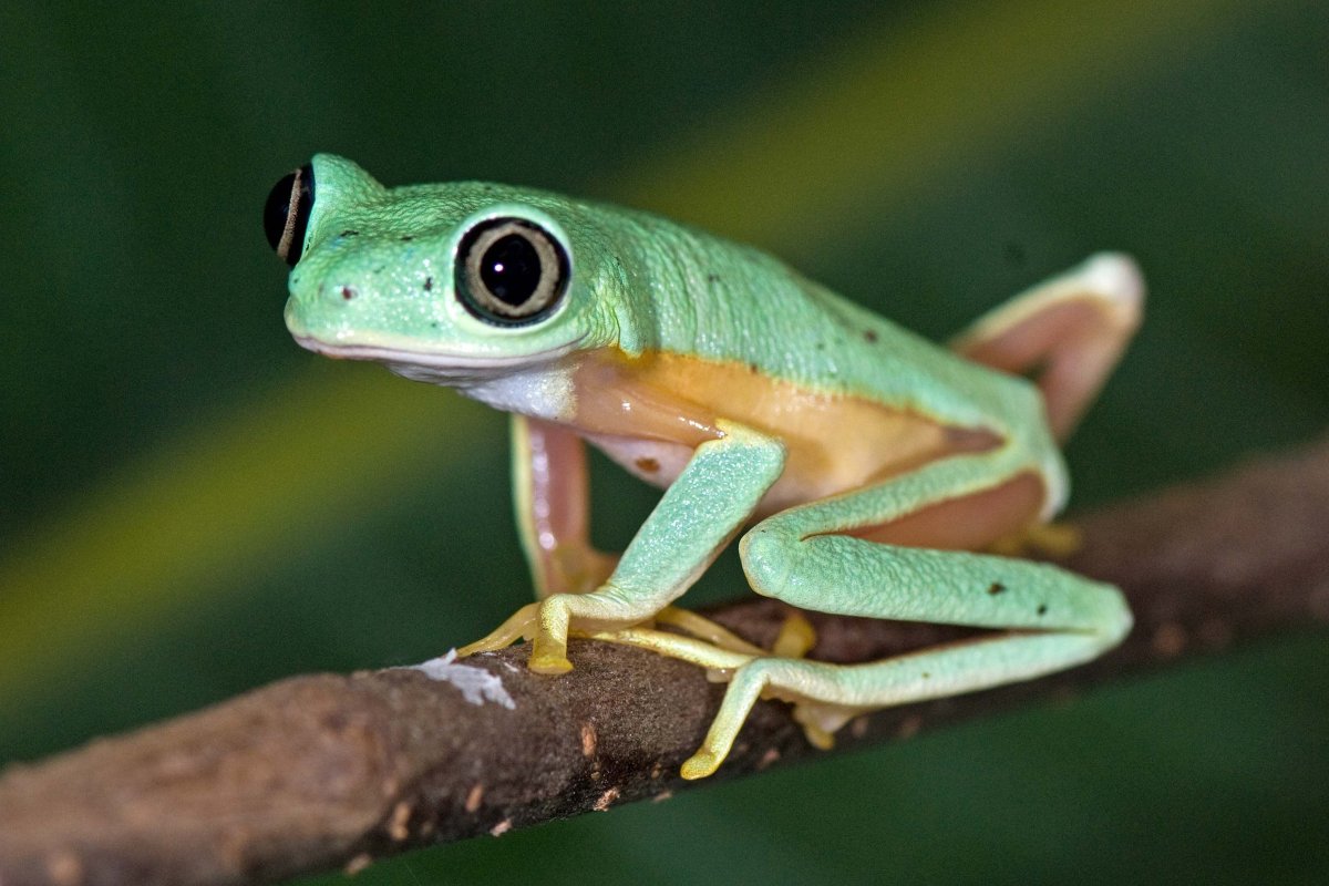 Лягушка в саду