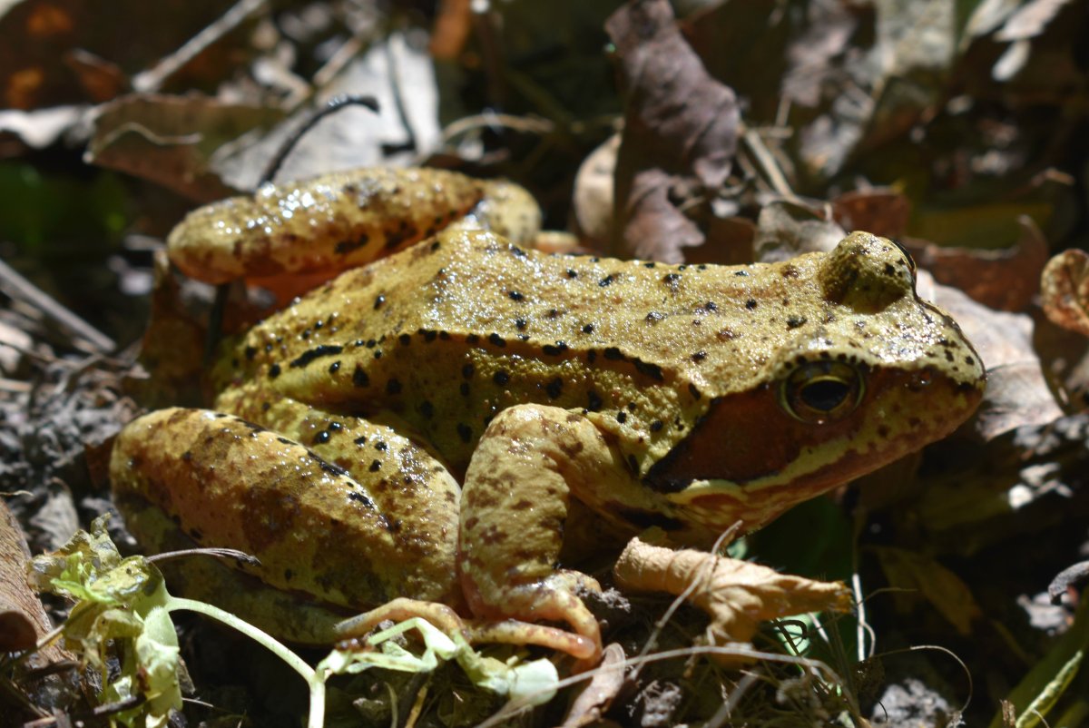 Лягушка кряква