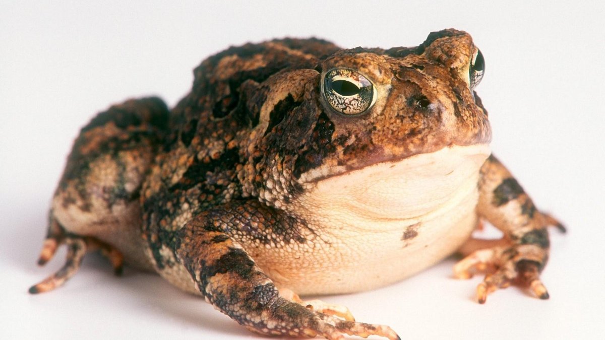 Зеленая жаба Bufo viridis ядовитая