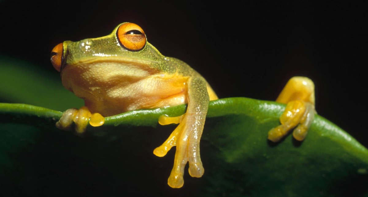 Костноголовый веслоног