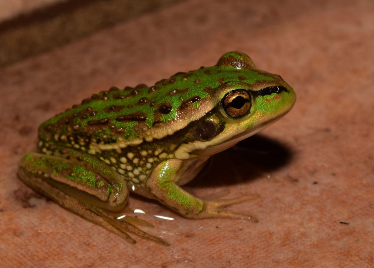 Лягушка и жаба это пресмыкающиеся