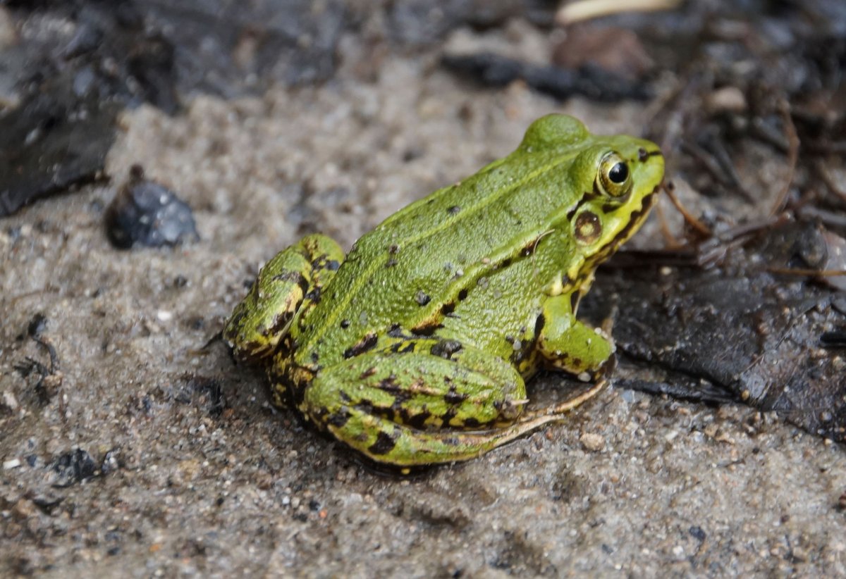 Жаба чесночница травяная