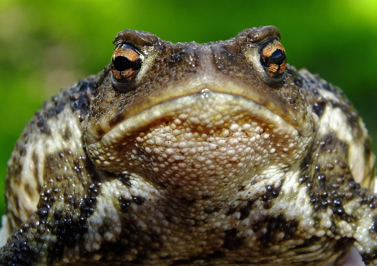 Жабы настоящие бесхвостые