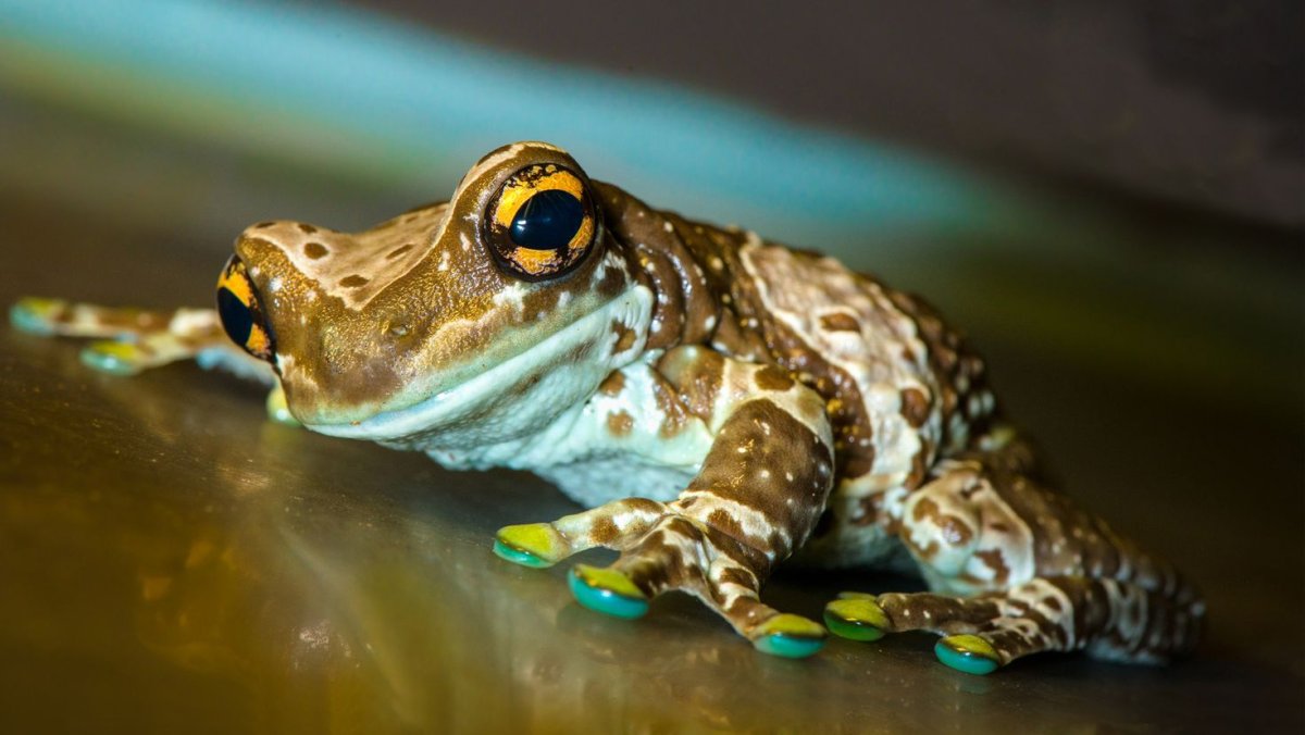 Обои на рабочий стол лягушка