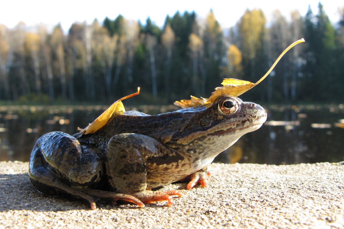 Лягушки Ленинградской области
