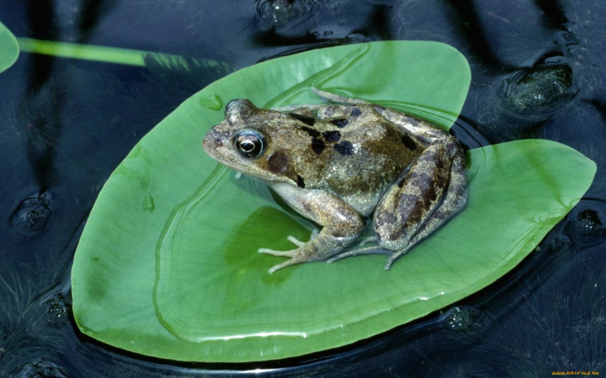Толстая лягушка