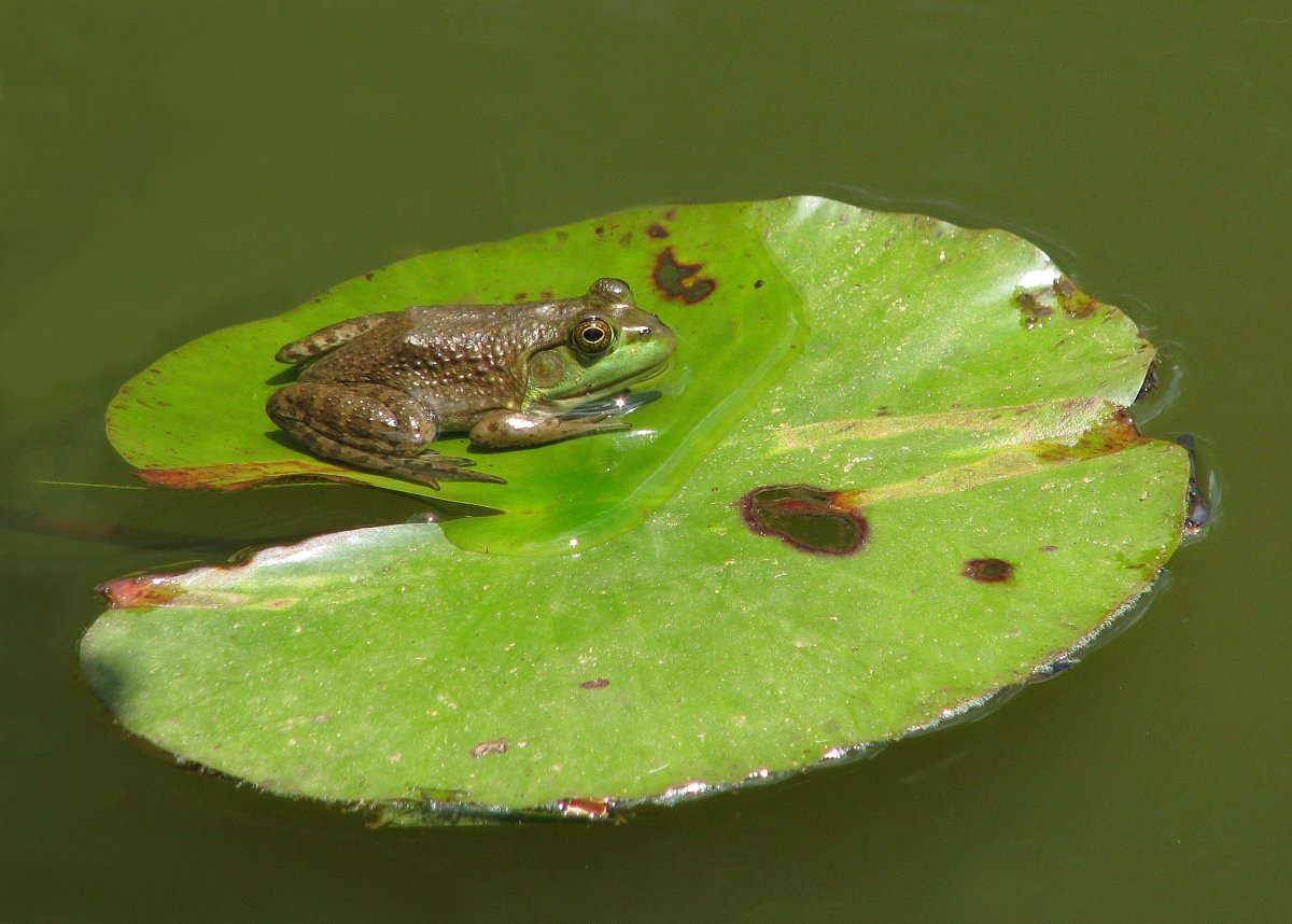 Зеленая жаба