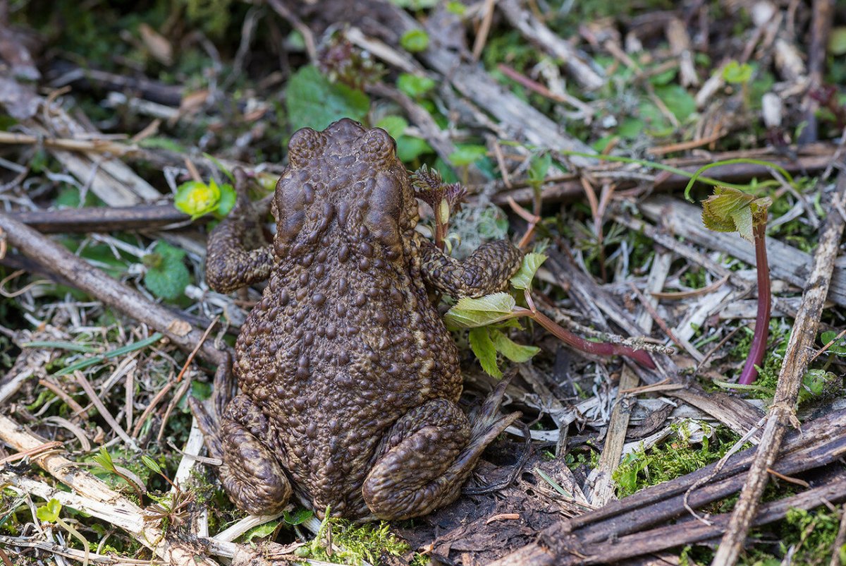 Головастики лягушек фото