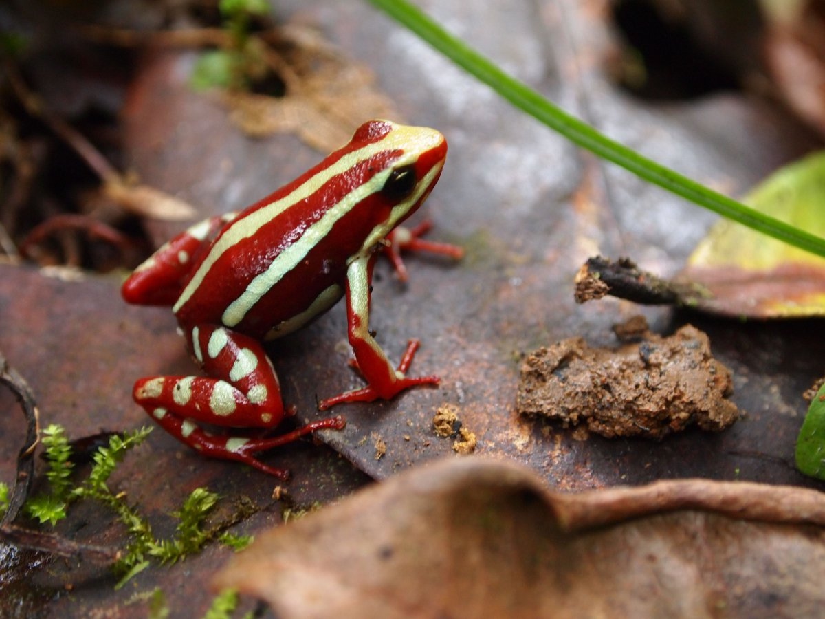 Paedophryne amauensis