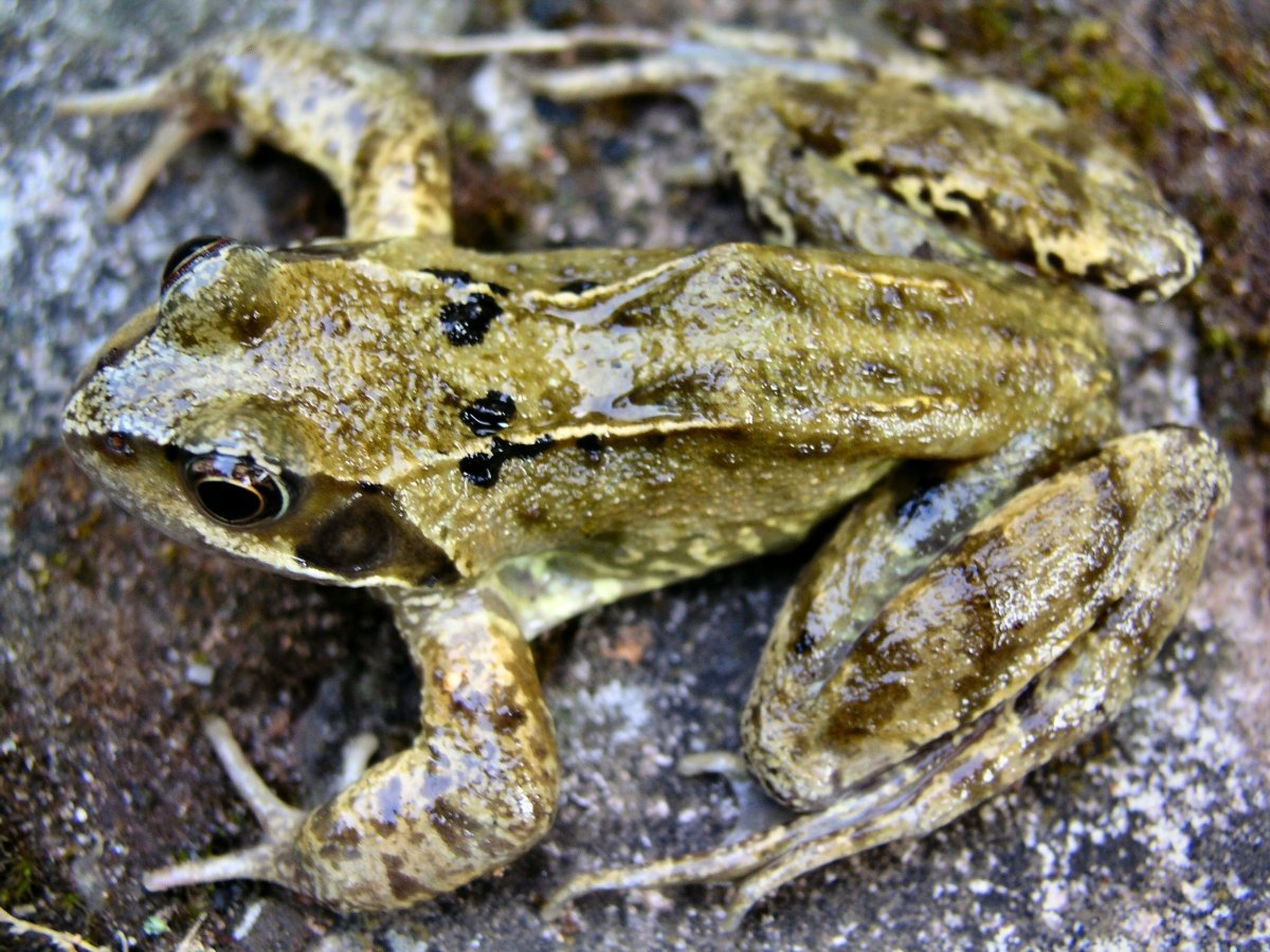 Икринки белой лягушки