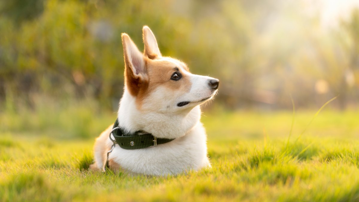 Милый корги
