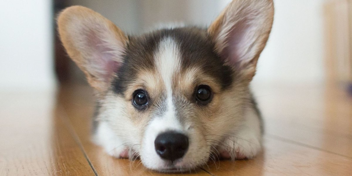 Щенок корги Шелби