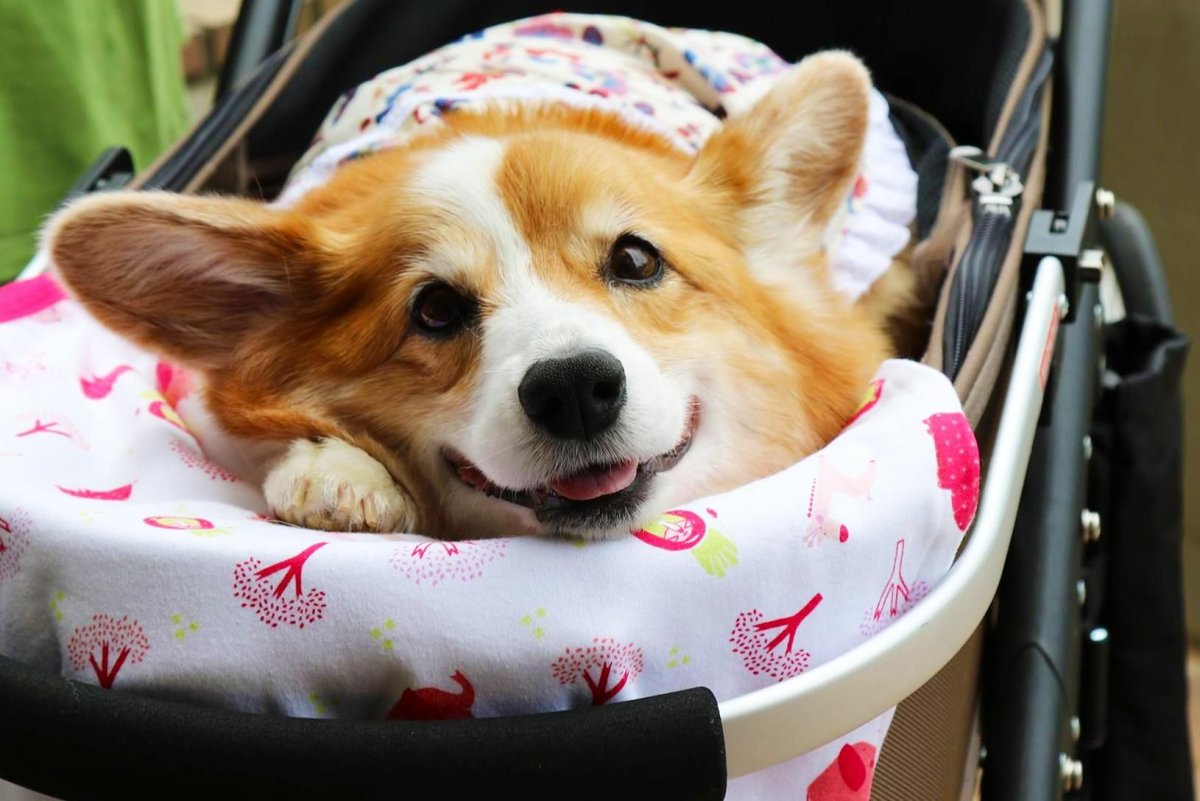 Много корги