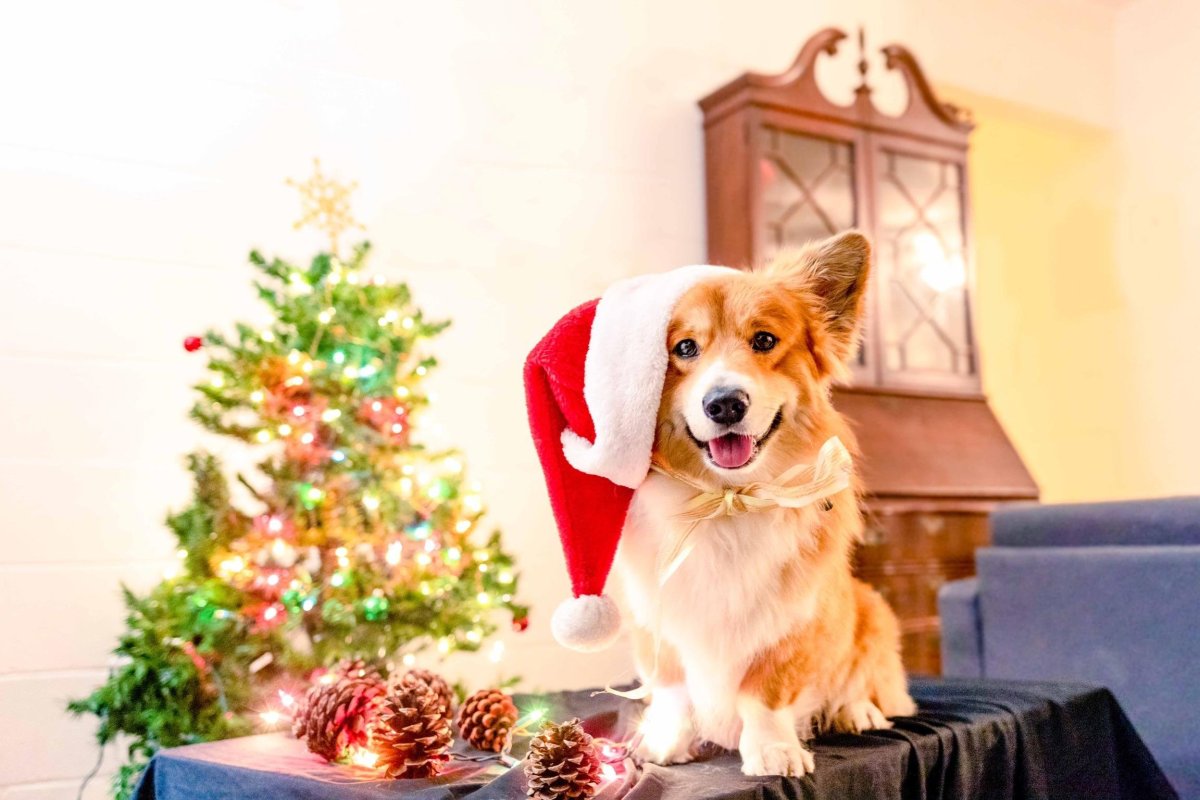 Вельш корги пемброк