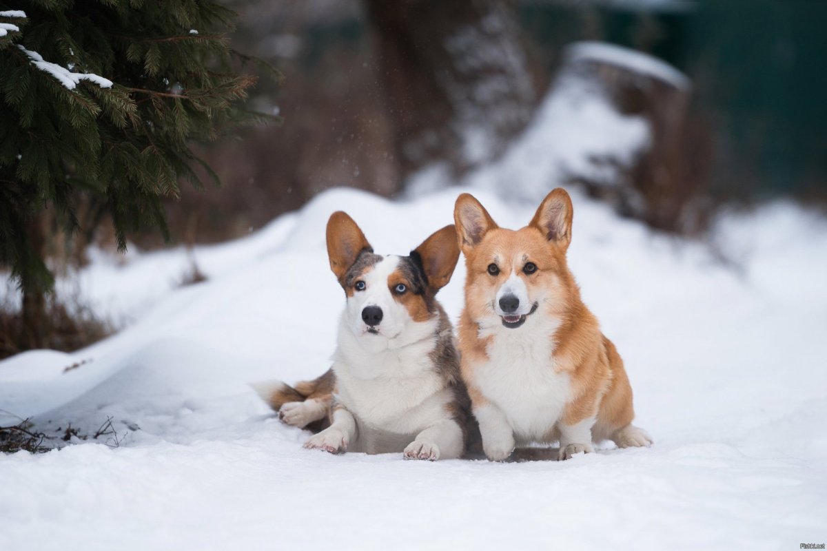 Корги зимой в лесу