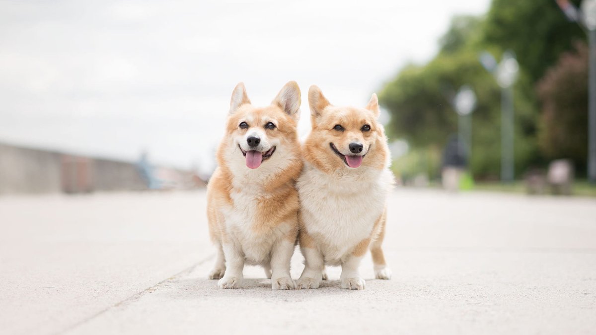 Корги пемброк фото