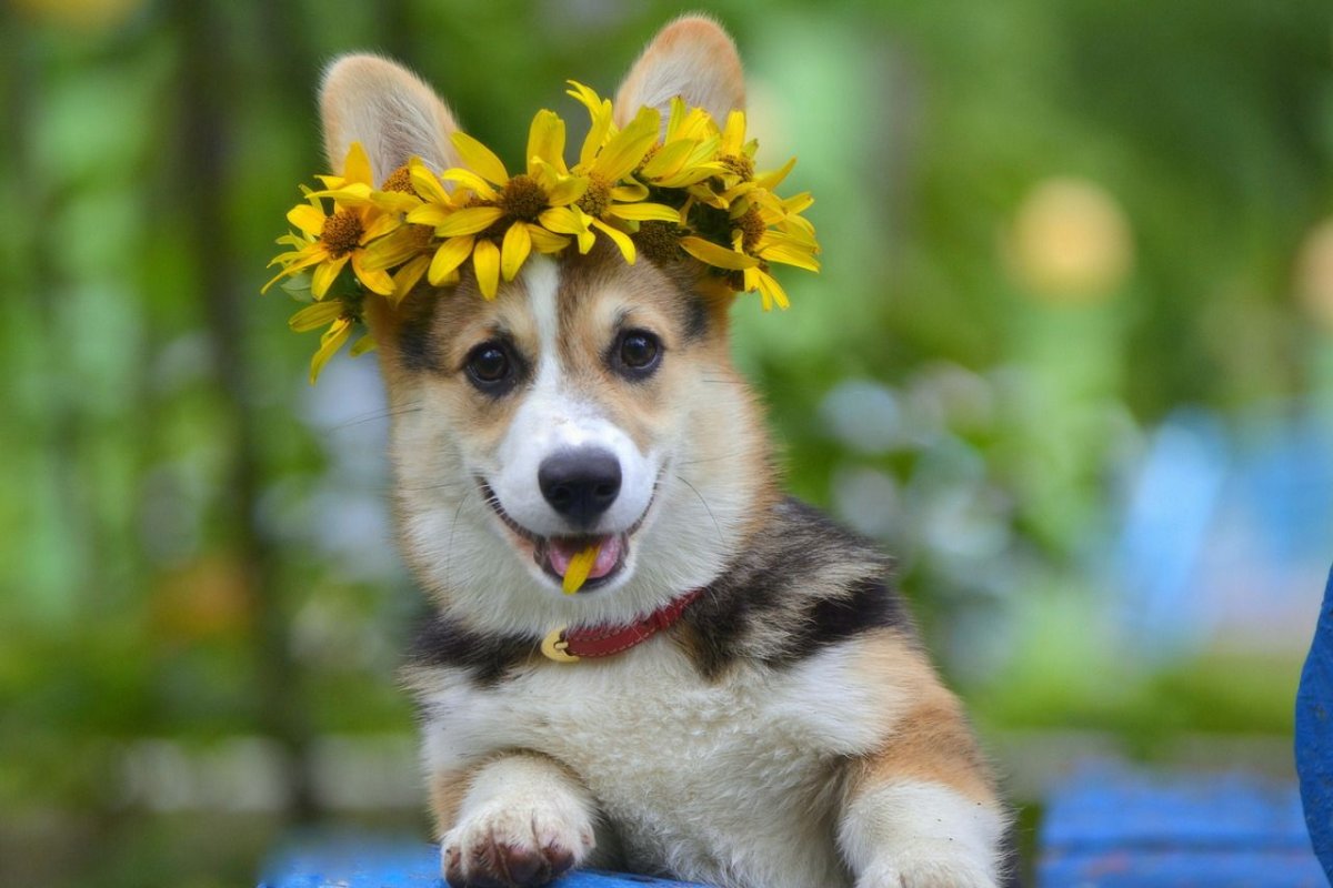 Улыбка животных