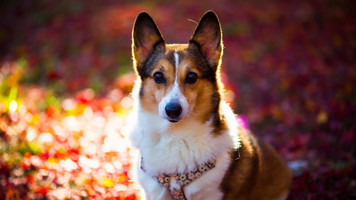 Вельш корги Воробьева