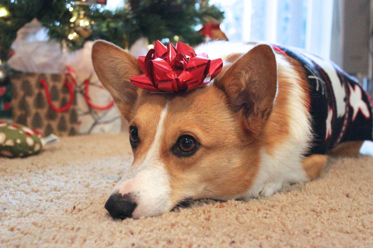 Корги Рождество