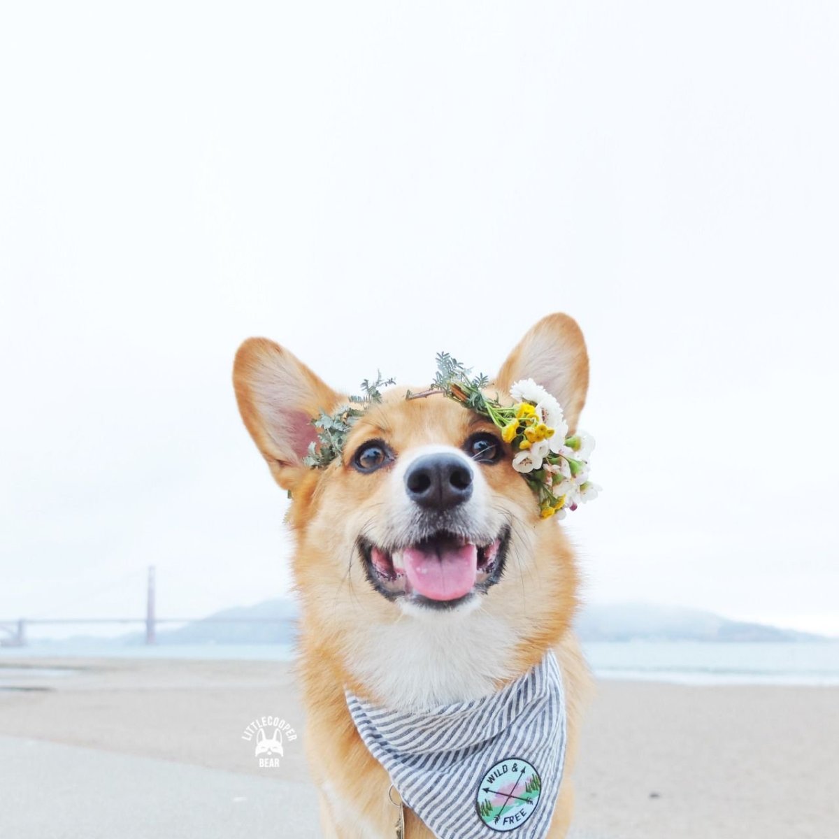 Вельш корги на море