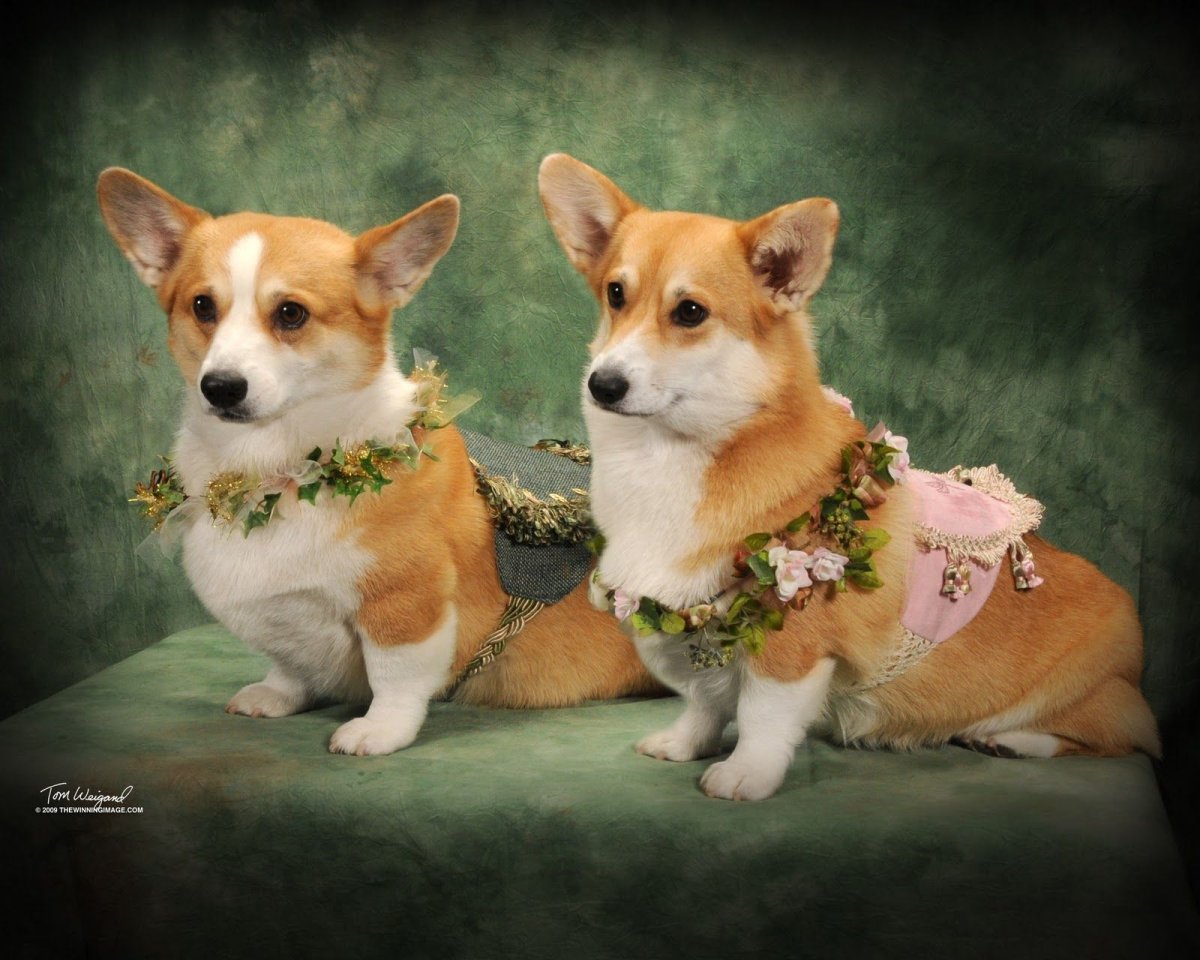 Новогодние животные