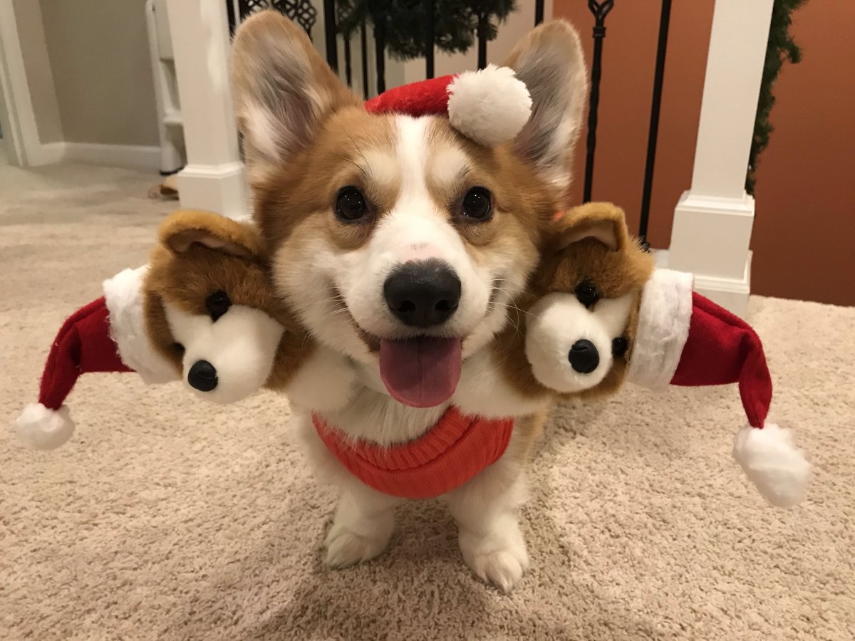Корги в новогодней одежде