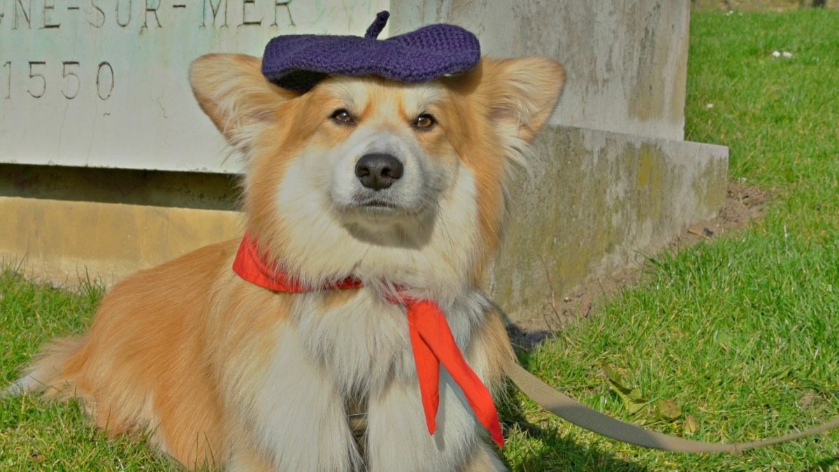 Вельш корги улыбается