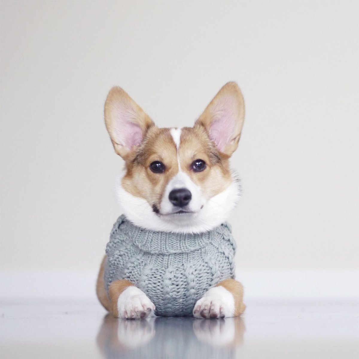 Вязаный корги пемброк