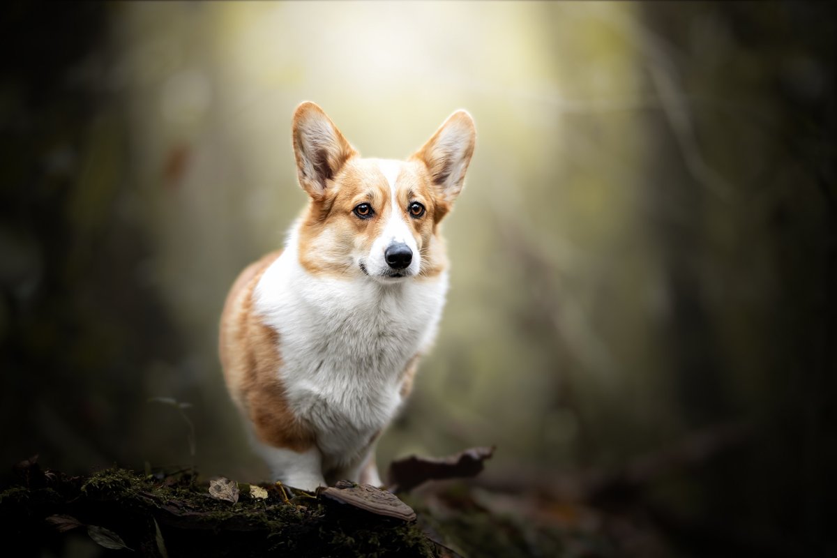 Корги в одежде фон для рабочего стола