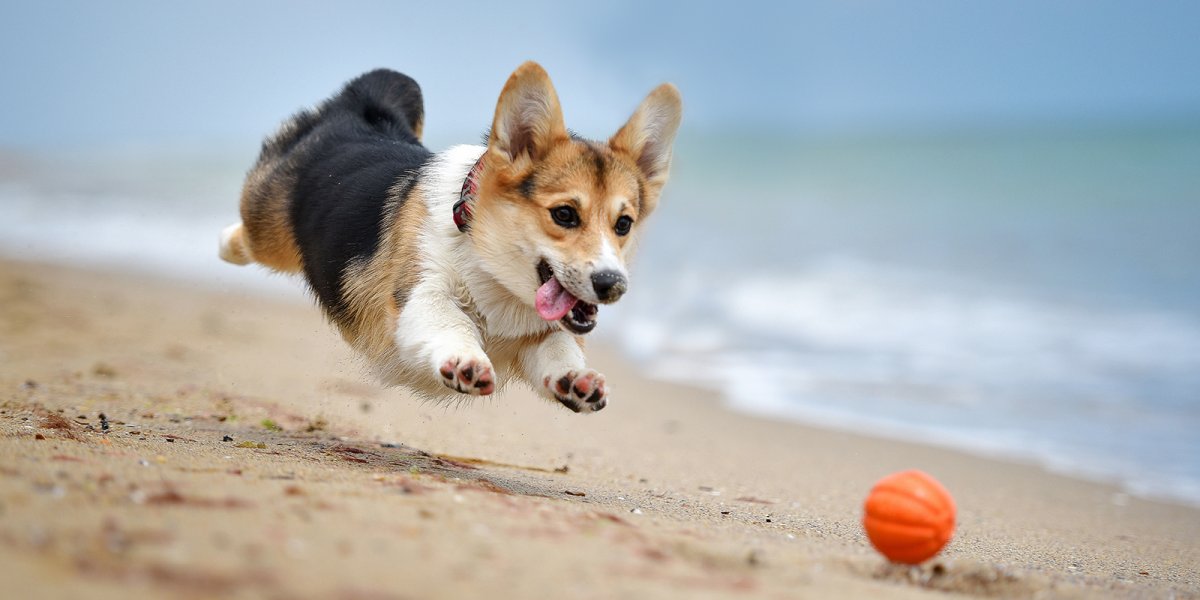 Вельш корги пемброк аджилити