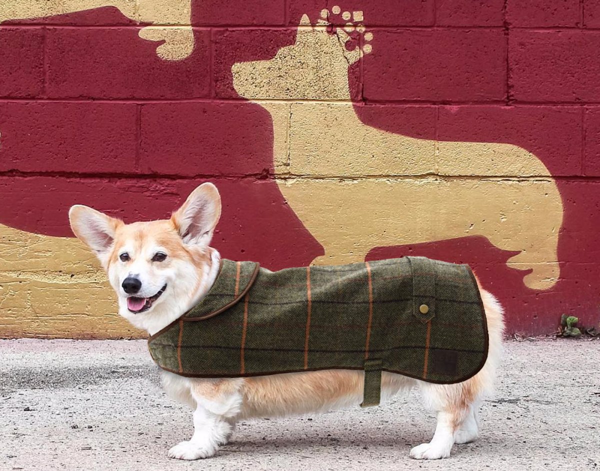 Корги Барбур