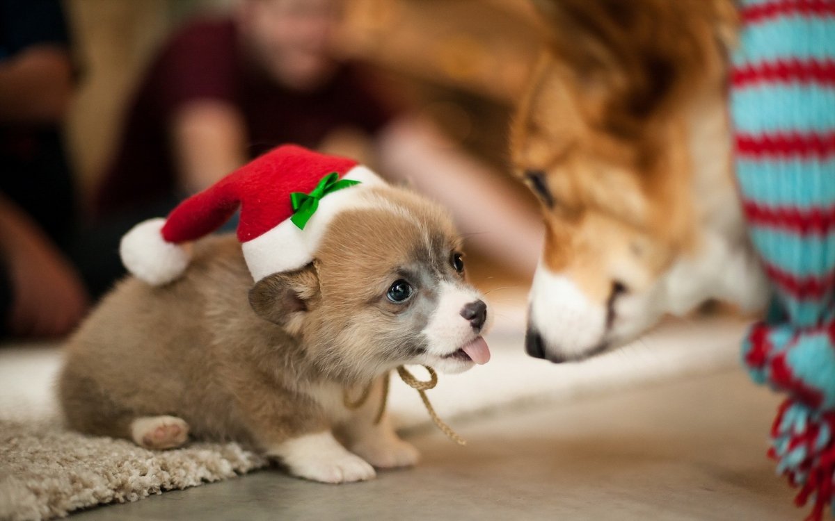Вельш корги обои