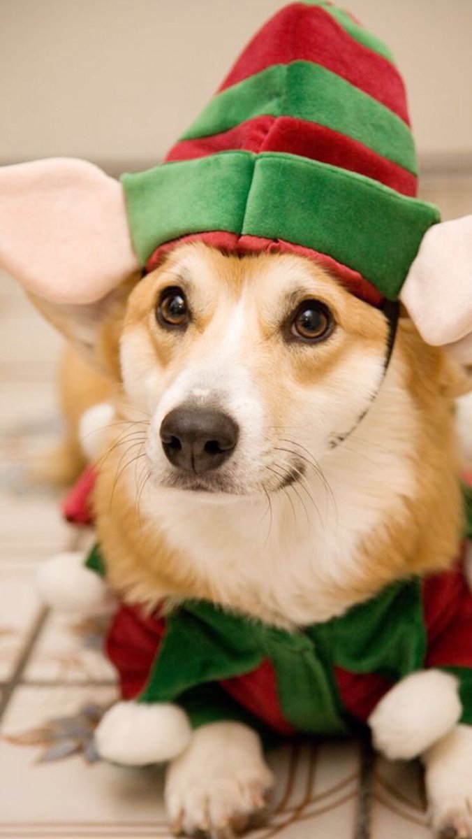 Рождественский корги