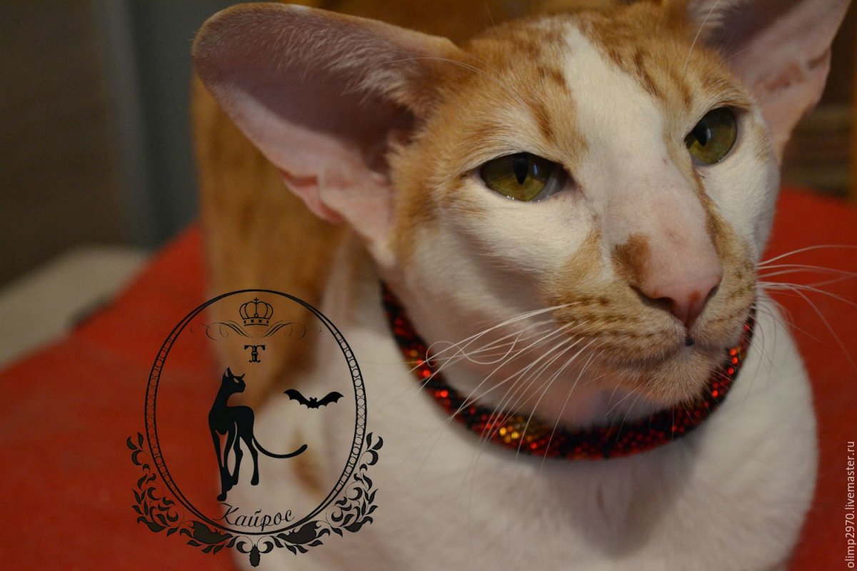 Ориентал в ошейнике