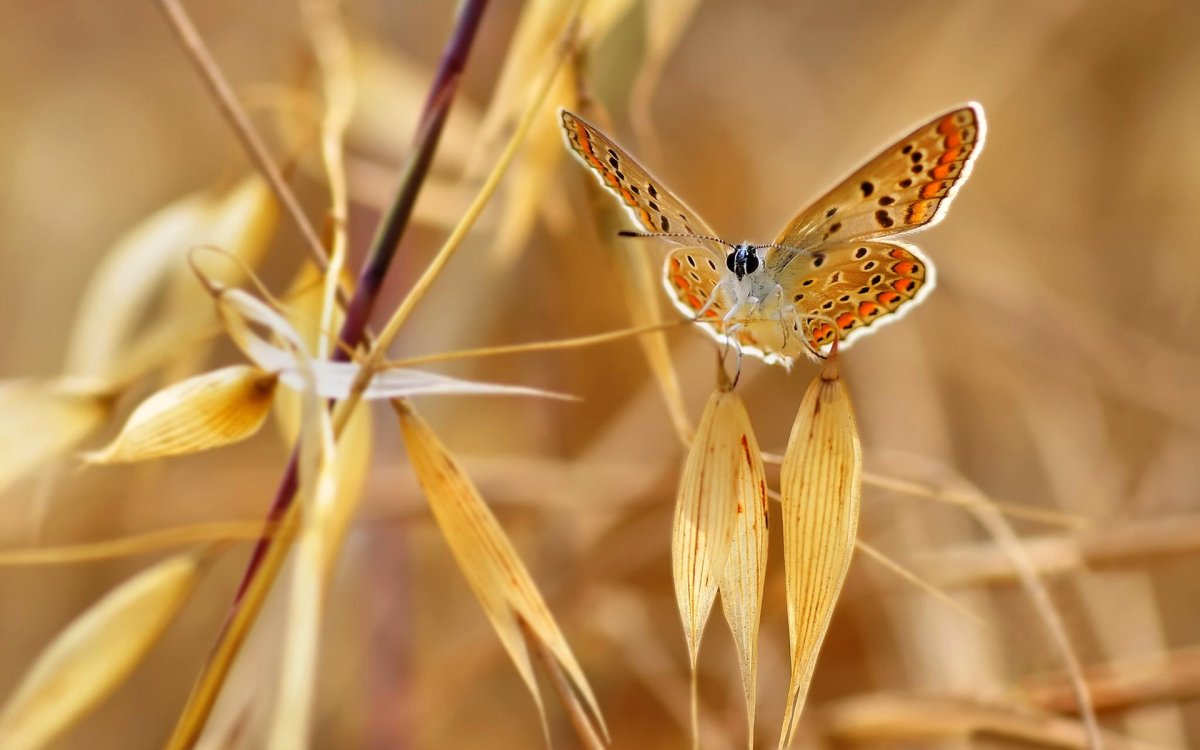 Коричневые цветы в природе