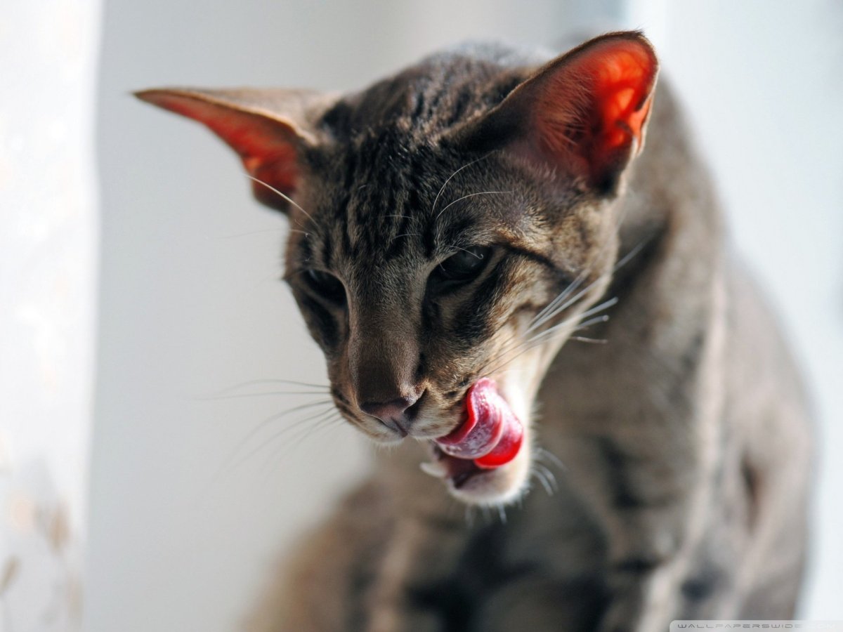 Толстый ориентальный кот