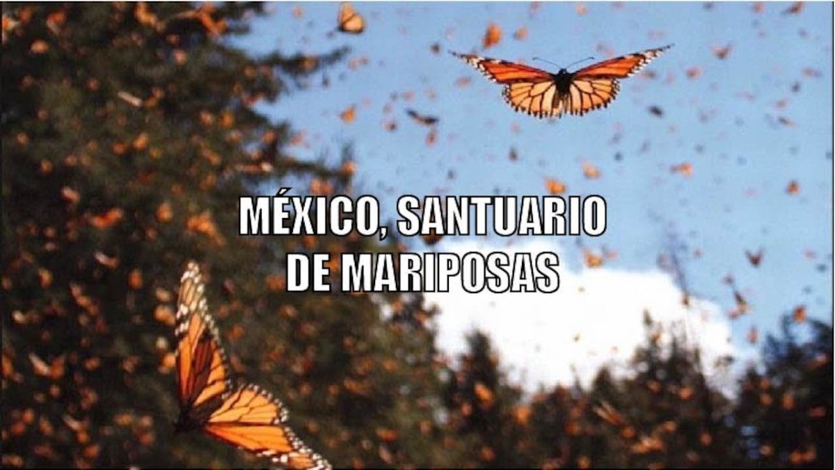 Миграция бабочек монархов