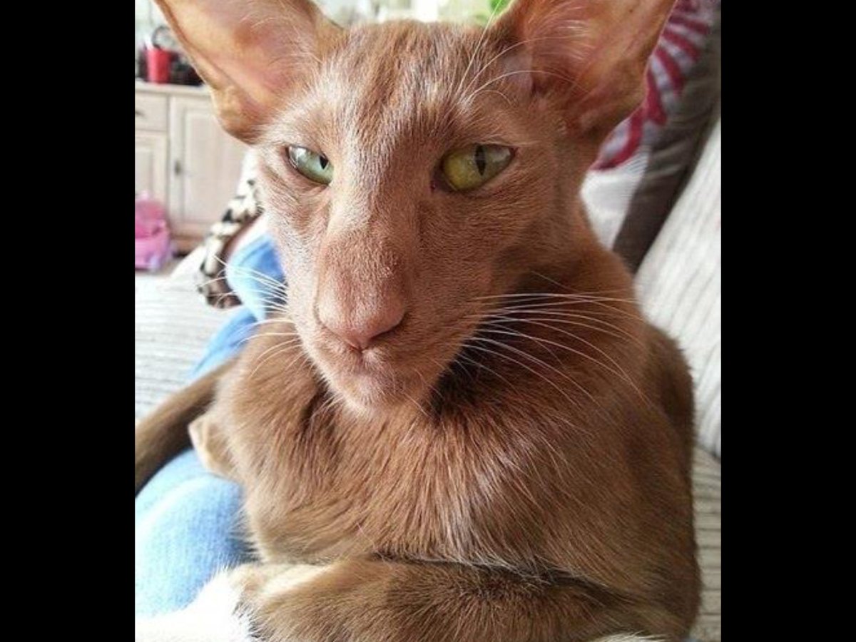 Ориентальный кот грузин