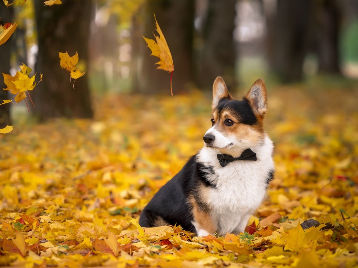 Обои животные осенью