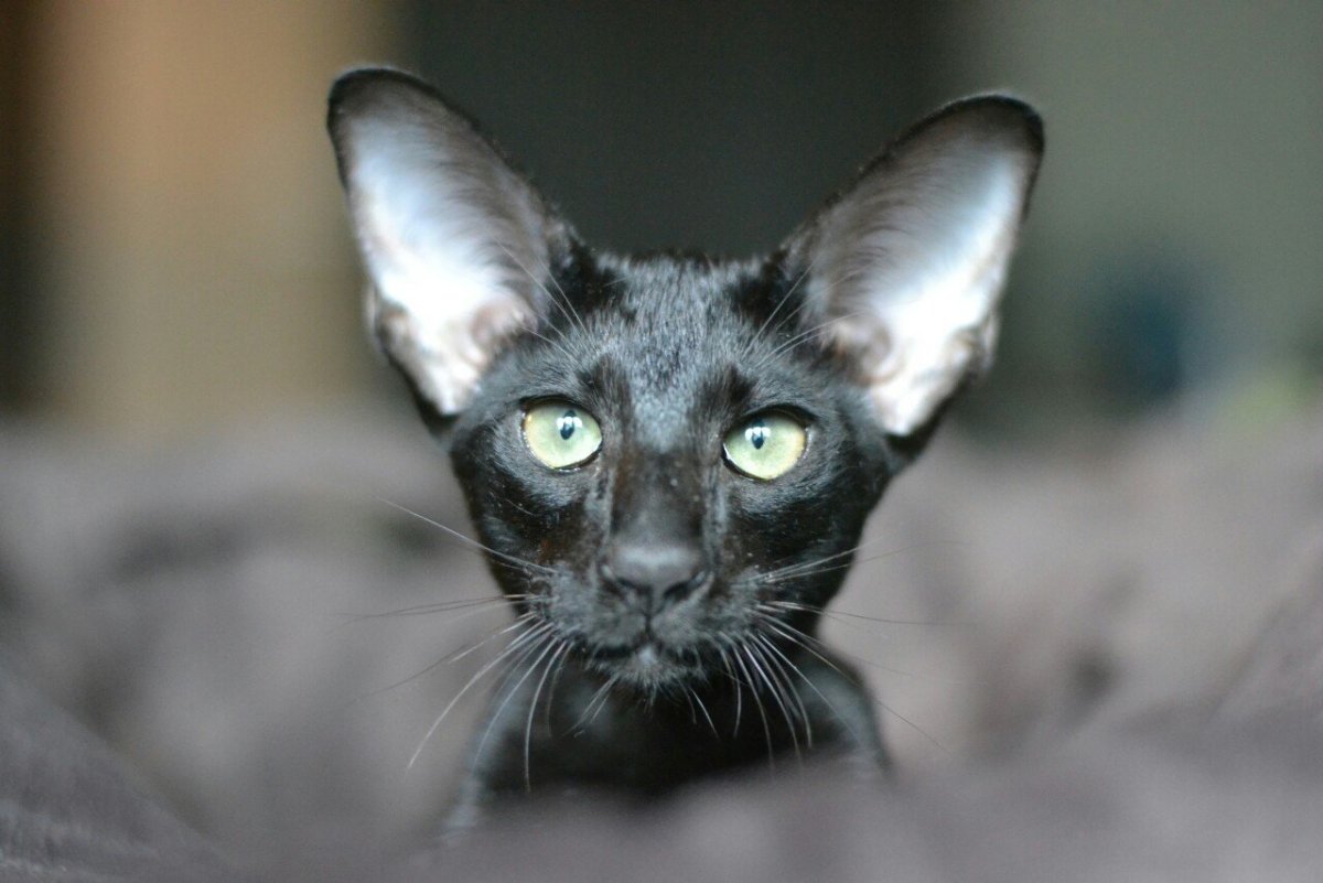 Ориентал кот красный