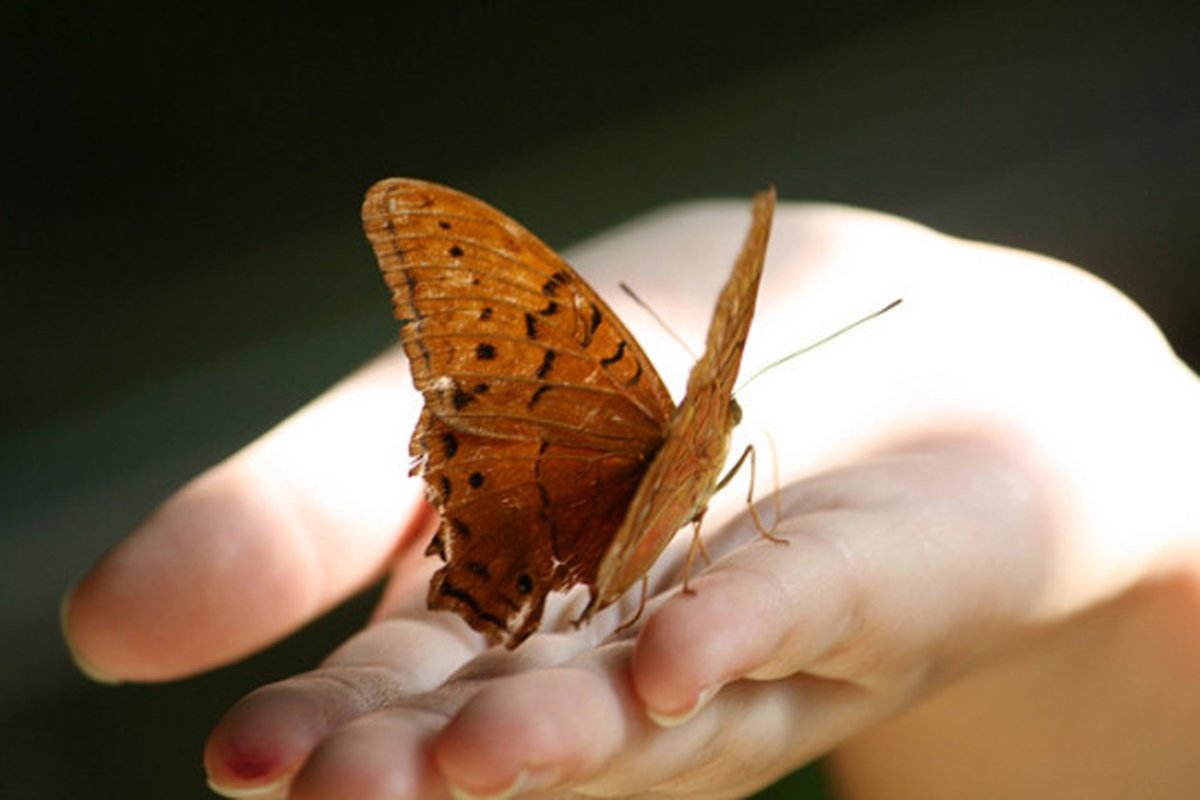 Коричневая бабочка