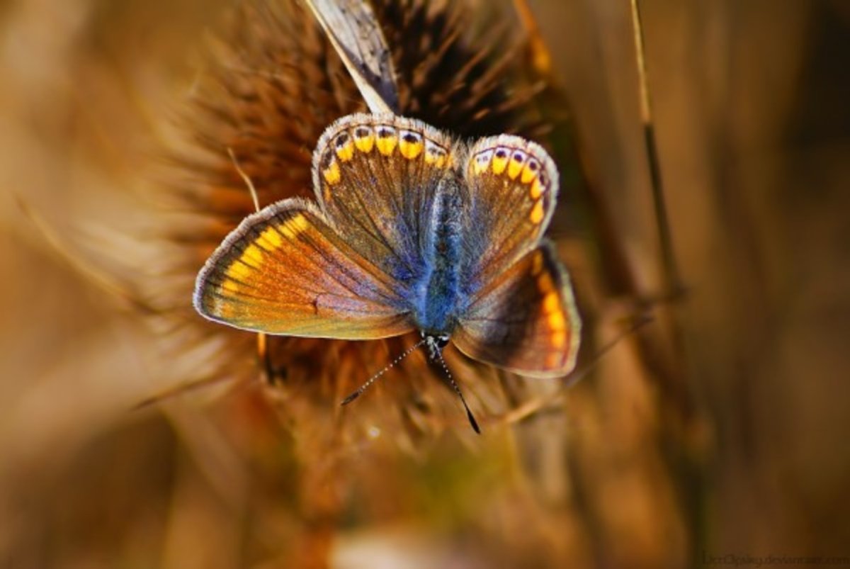 Осенние листья Эстетика